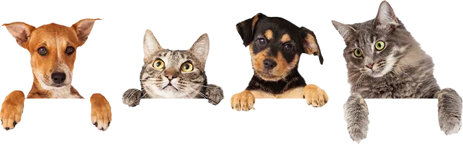 Cats and Dogs
