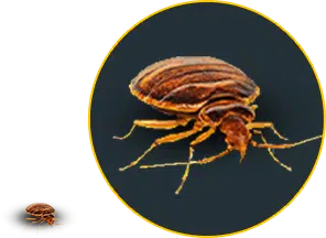 Bed bugs