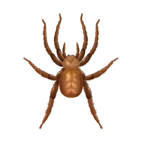 House Spider Illustration
