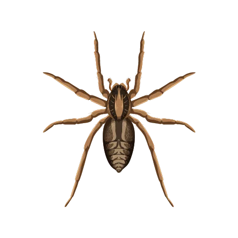 Wolf Spider Illustration