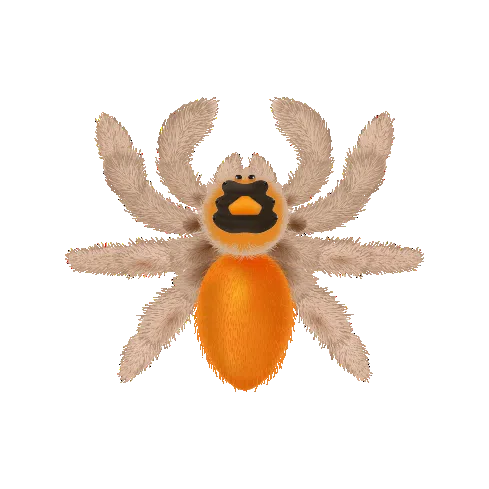 Jumping Spider Illustration