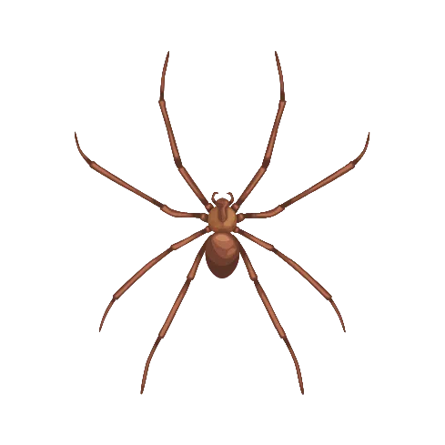 Brown Recluse Spider Illustration
