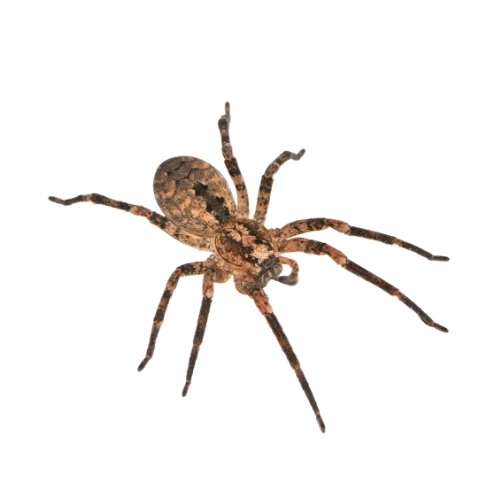 Spider